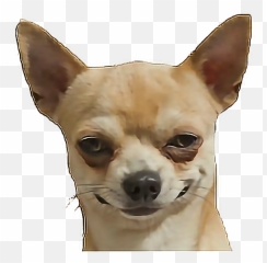 Picture - Dog Funny Chihuahua Png,Chihuahua Png
