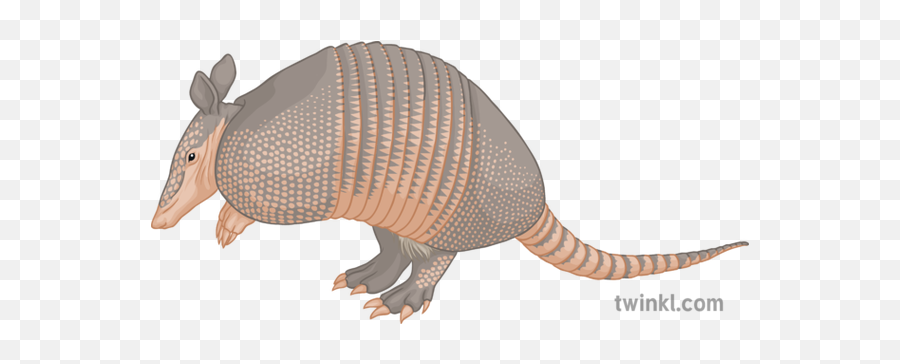 Nine Banded Armadillo General Animal Secondary Illustration - Armadillo Png,Armadillo Png