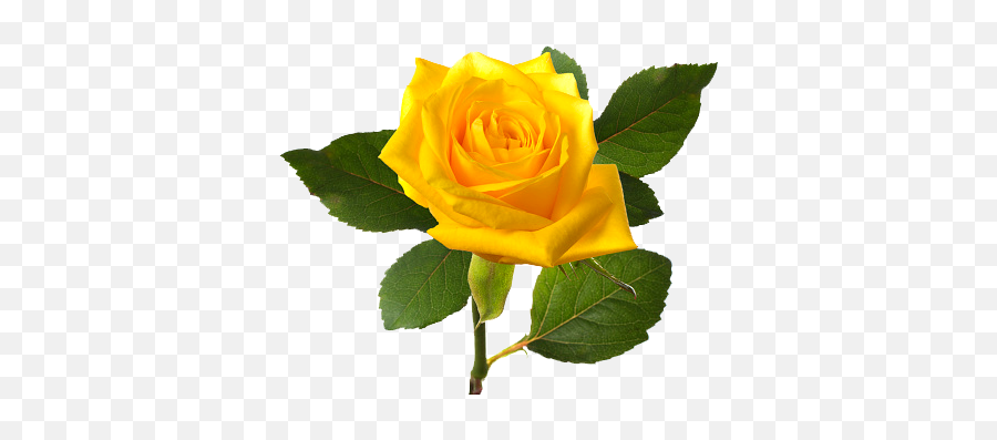 Yellw Rose Png Transparent Images Free - Yellow Rose Flower Png,Rose Png Hd