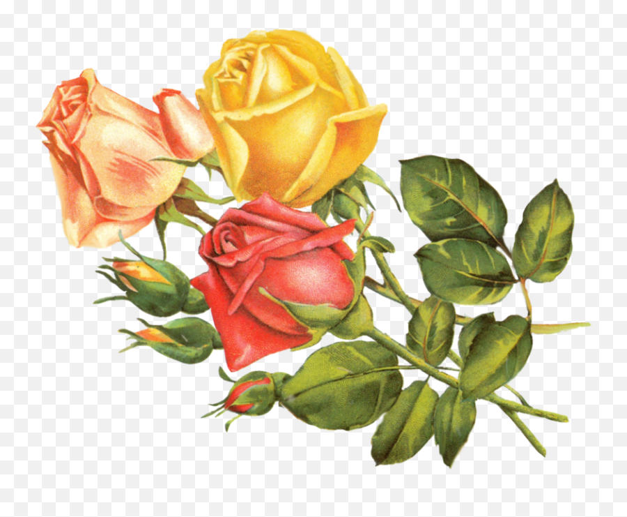 Yellow Roses Png Files - Vintage Mexican Roses,Yellow Roses Png