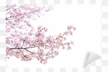 Isolated Sakura Tree Wall Mural - Png Arbol