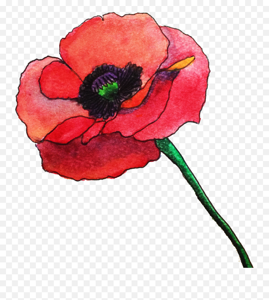 Poppy Clipart Watercolor Png Poppies