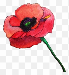 Poppy Clipart Watercolor Png Poppies