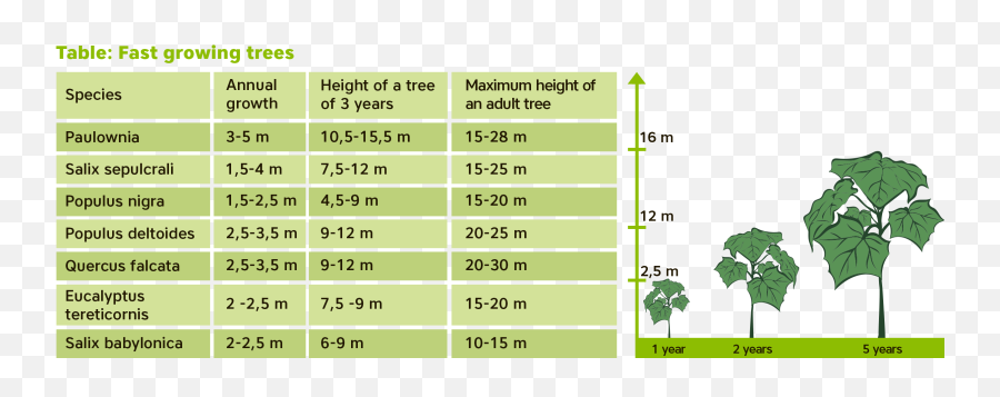 About Paulownia U2013 Professional Sl - Vertical Png,Acacia Tree Icon