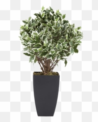 Flowerpot Houseplant Euclidean Vector Tree - Potted plants Plant Png Vector