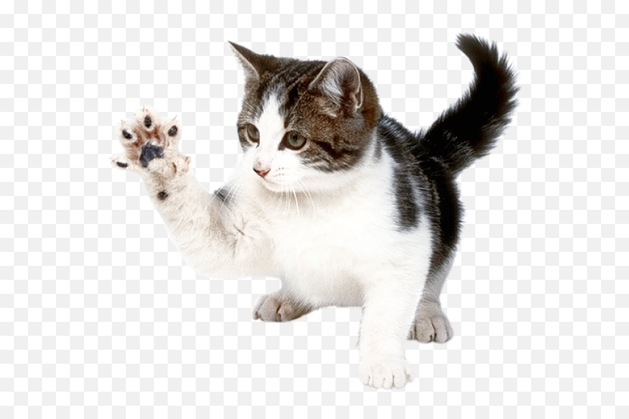 Fighting Cat Transparent Png - Stickpng Cat Png,Kitten Transparent Background