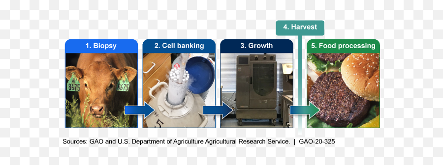 Food Safety Fda And Usda Could Strengthen Existing Efforts - Hamburger Bun Png,Food Processing Icon