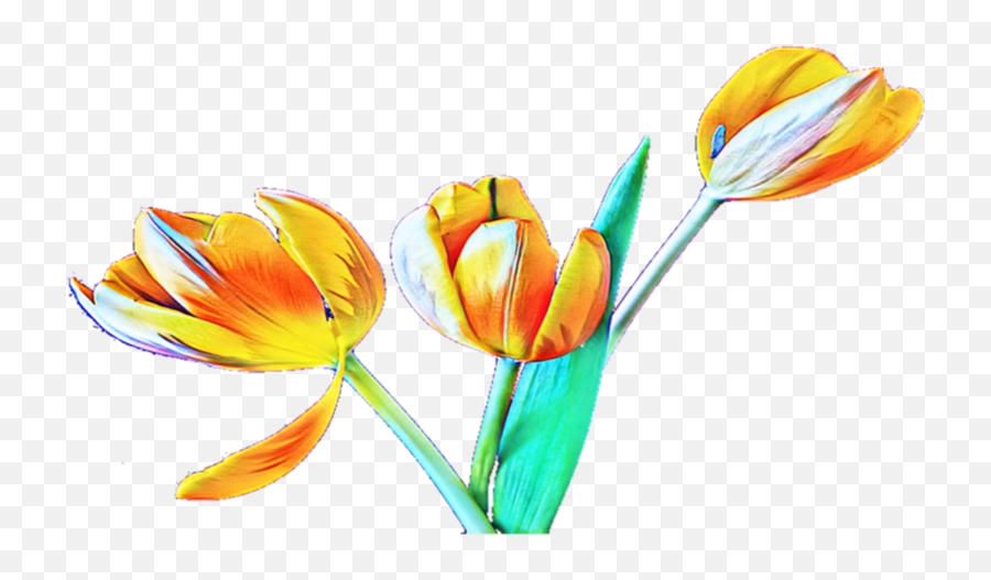 Transparent Background - Tulip Png,Tulip Transparent
