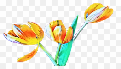 Transparent Background - Tulip Png,Tulip Transparent
