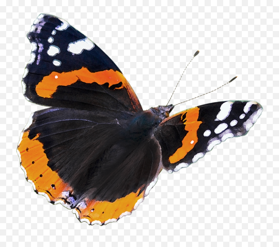 Admiral Study Dravet Syndrome Clinical Research - Red Admiral Png,Admiral Icon
