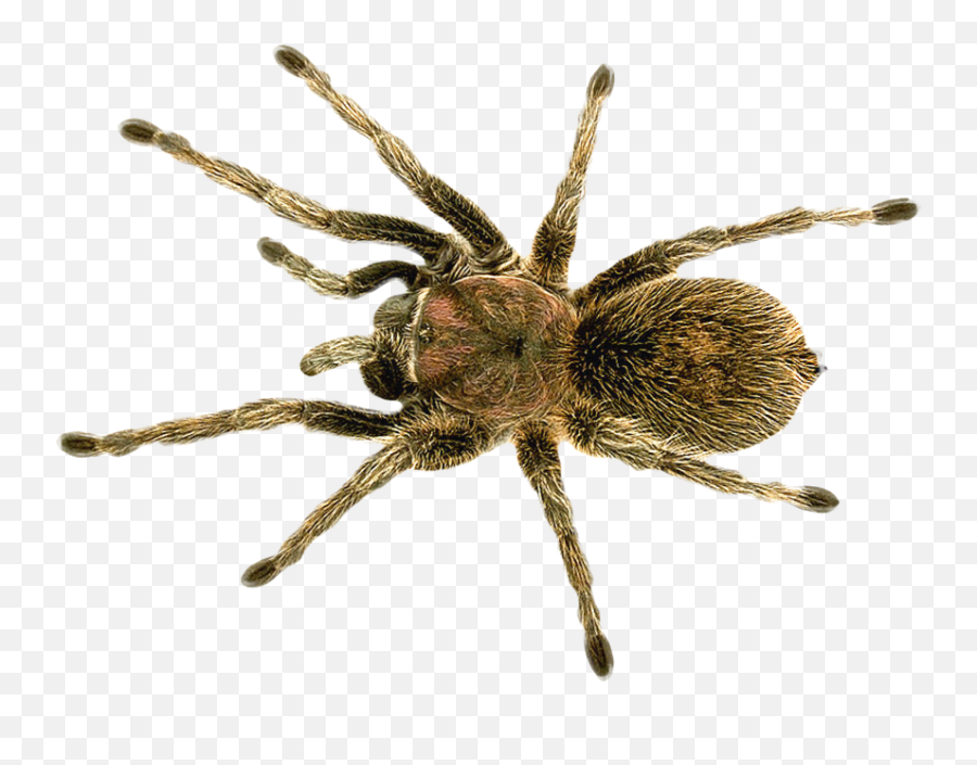 Download Spider Png Image For Free - Does A Wolf Spider Look Like,Spider Clipart Png