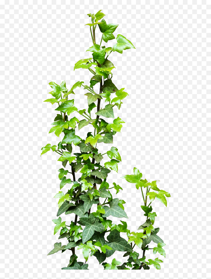 Ivy Vine Png Transparent - Transparent Ivy Png,Transparent Vine