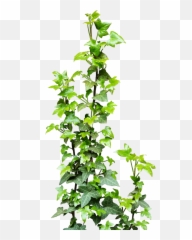 Ivy Vine Png Transparent