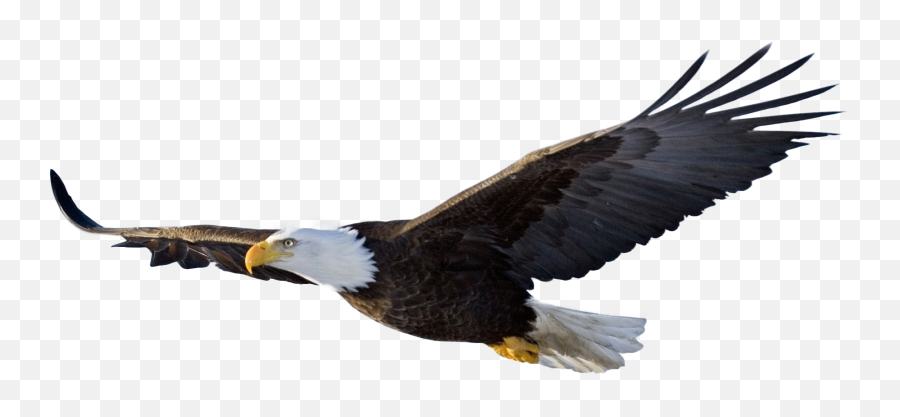 Bald Eagle - Bald Eagle Flying Png,Bald Head Png