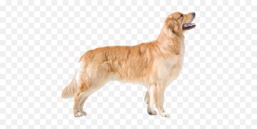 Golden Retriever Transparent Background Png Arts - Golden Retriever Dog Side View,Dog Transparent Background