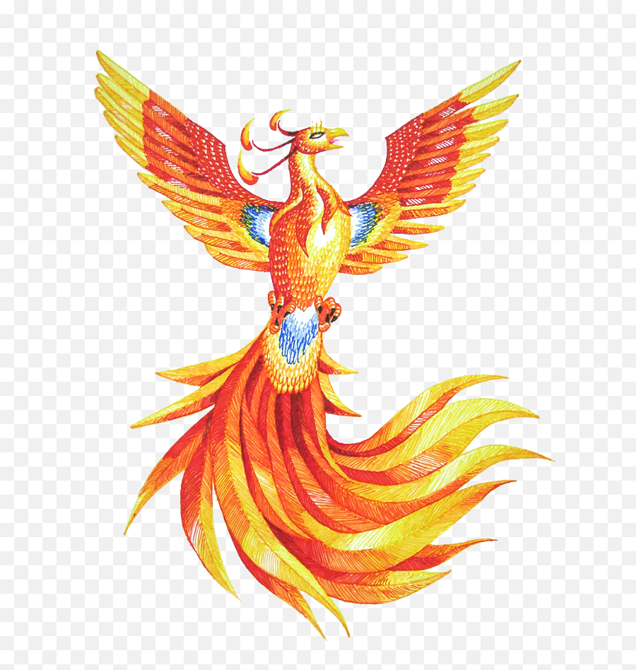 Phoenix Png Hd - Drawing Fawkes Harry Potter,Phoenix Transparent