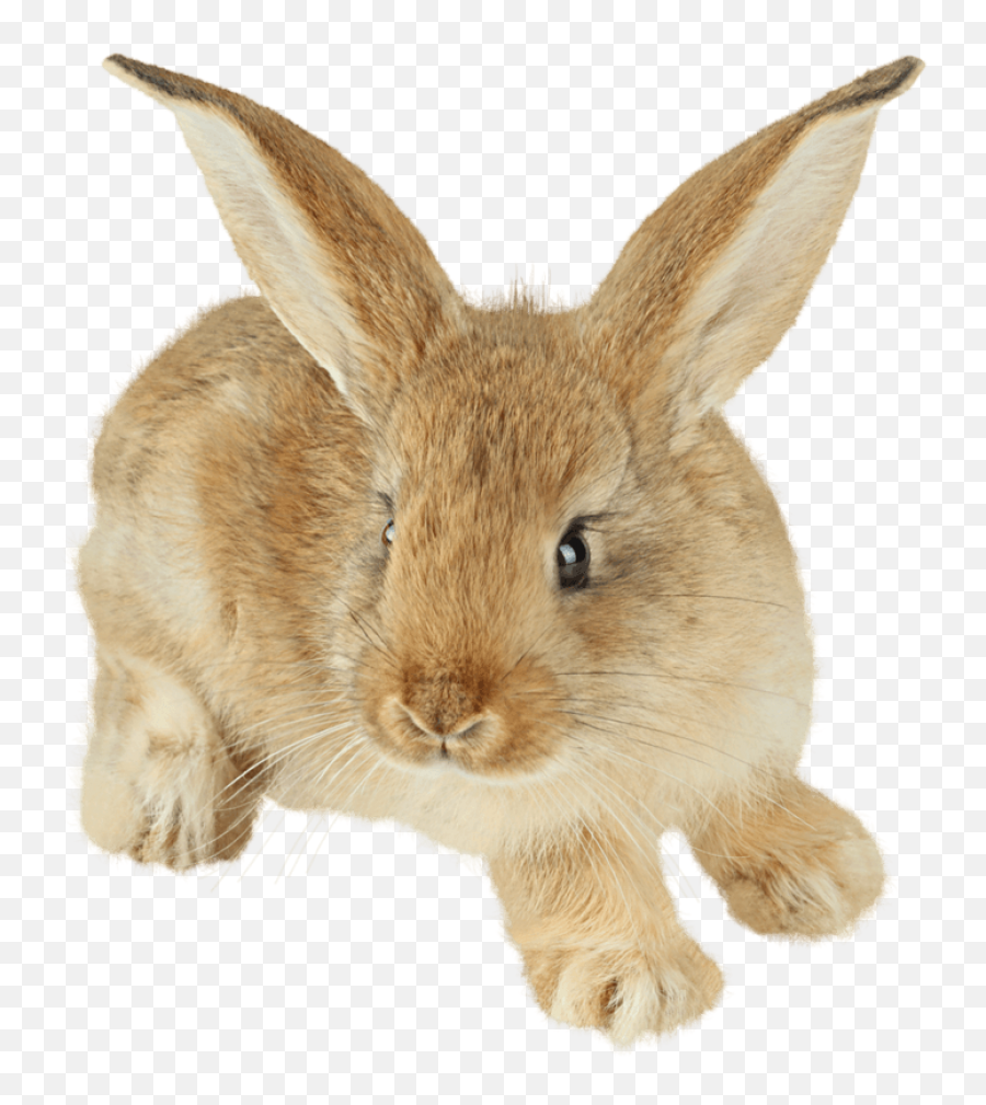 Png Background - Bunny Png,Rabbit Transparent