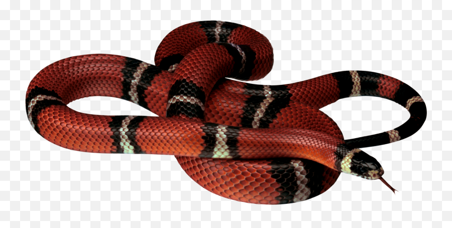 Snake Png Image Picture Download Free - Black And Red Snake Png,Snake Transparent Background