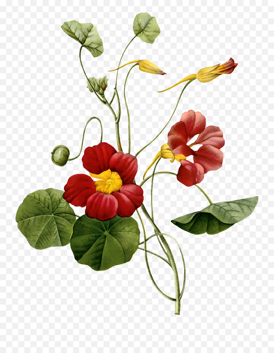 Flower Image By Botanical - Nasturtium Plant Illustration Png,Flower Illustration Png
