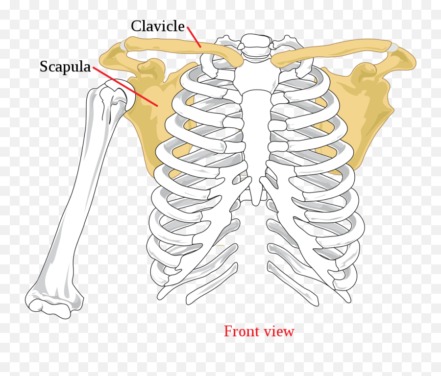 Scapula - Wikipedia Jacked Up Shoulders Png,Bone Transparent