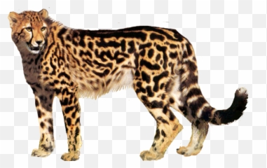 Cheetah Png Image Without Background - King Cheetah White Background,Cheetah Png