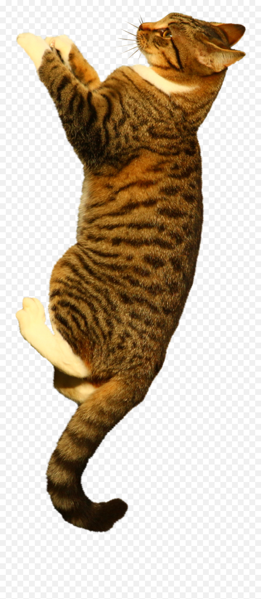 Cat - 1079581clippng Snipstock Cat Grabs Treat,Cat Tail Png
