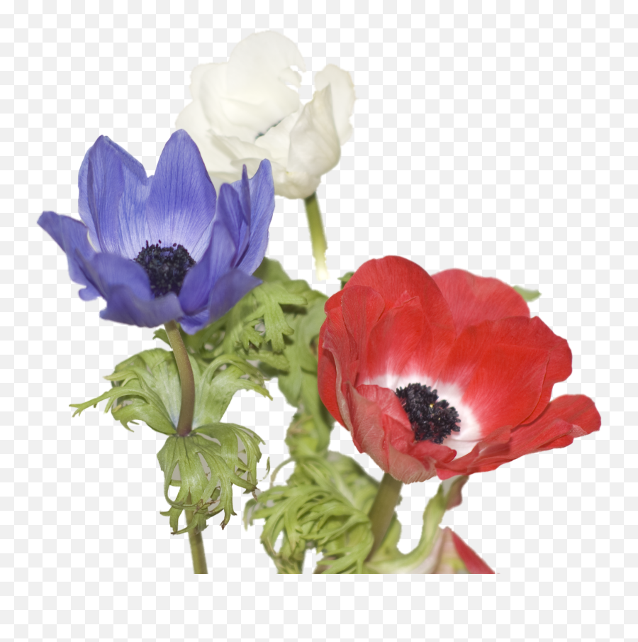 Red White And Blue - Flower Png,Anemone Png