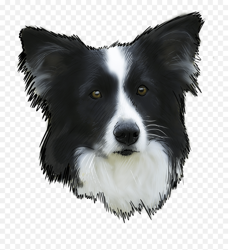 68 Png Border Collie