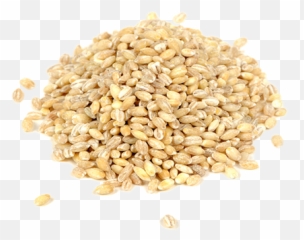 Barley Png Image - Barley Seeds Png,Barley Png