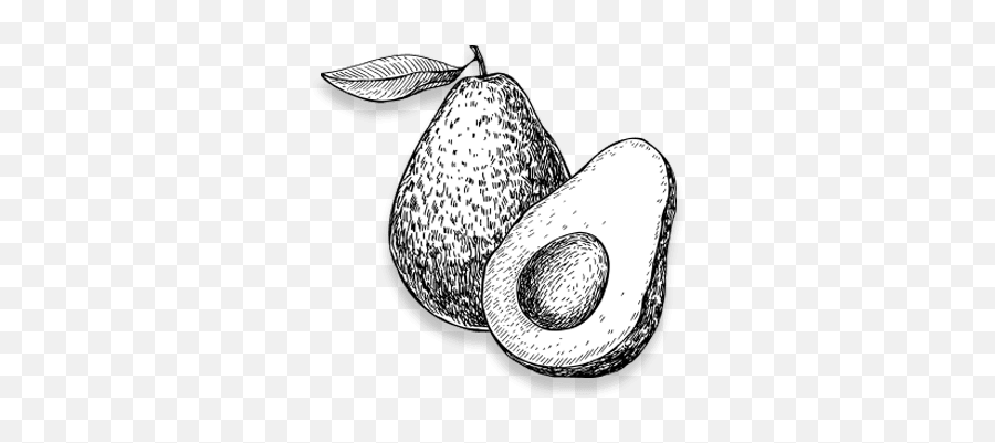 Avocado History Avocados From Mexico - Avocado Pencil Drawing Png,Avacado Png