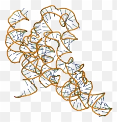 Download Hd Catalytic Rna Molecules - Rna Molecule Png Rna Molecule Png,Molecules Png