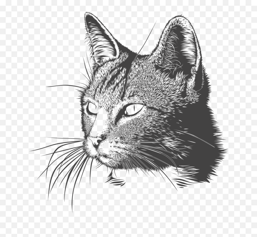 Monochrome Photographycarnivoranblack Cat Png Clipart - Cat Head Drawing Png,Cat Nose Png