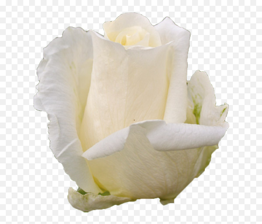 White Chocolate - White Rose Fresh Png,White Rose Transparent