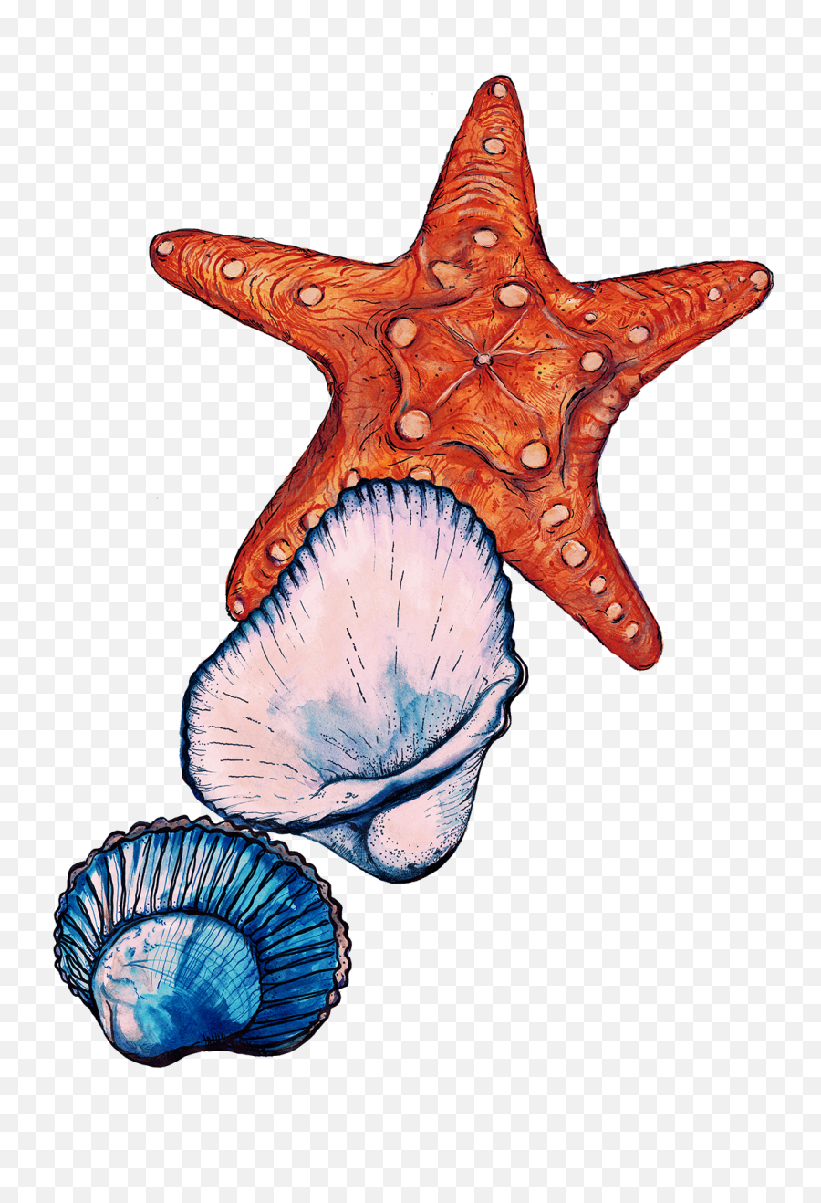 Sign Up To Join The Conversation - Starfish Clipart Full Starfish Png,Starfish Clipart Transparent Background
