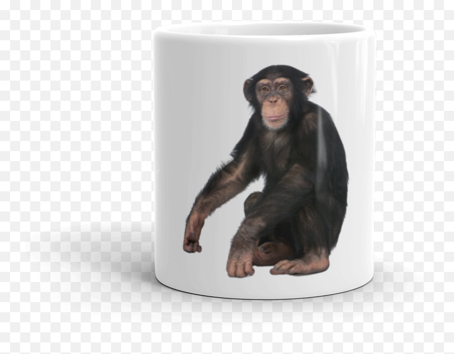 Chimpanzee - Monkey With White Background Hd Png Download Oney Plays Tomar,Chimpanzee Png