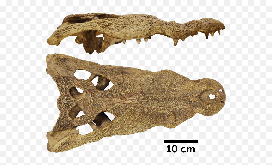An Ancient Skull Hints Crocodiles Swam From Africa To The - Fossil Crocodile Skull Png,Crocodile Transparent