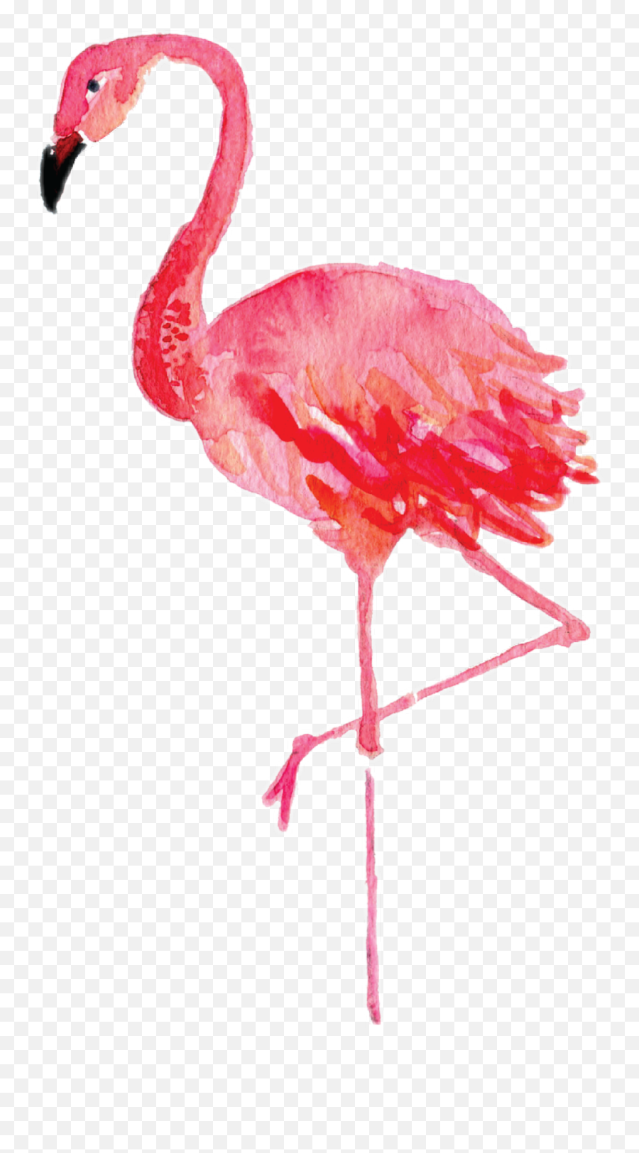Download Report Abuse - Watercolor Clipart Flamingo Png,Flamingo Png