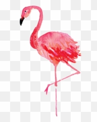 Download Report Abuse - Watercolor Clipart Flamingo Png,Flamingo Png