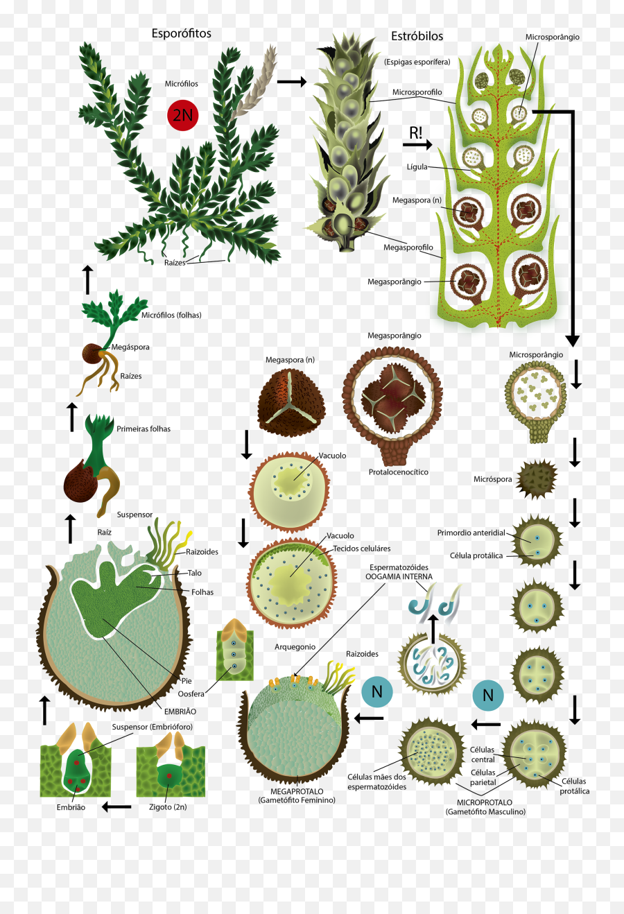 Series Of Scientific Illustrations For - Clip Art Png,School Books Png