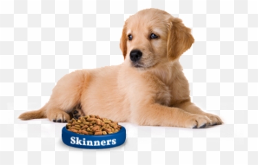 Dog Names Popular Male And Female - Dog Wc Png,Funny Dog Png