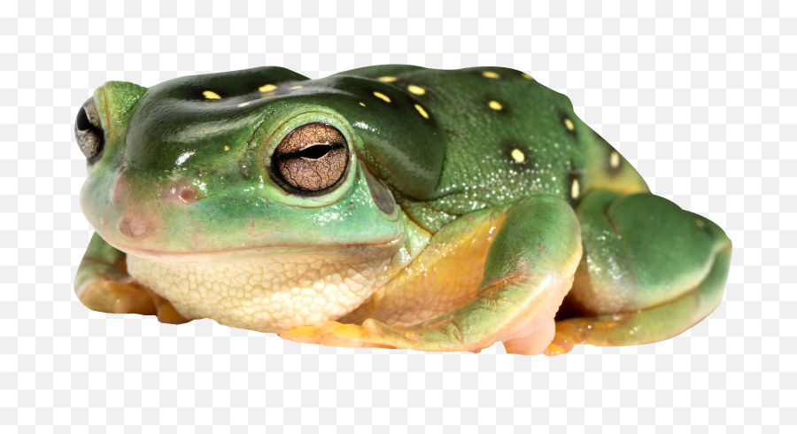 Frog Png Image - Frog Png,Transparent Frog