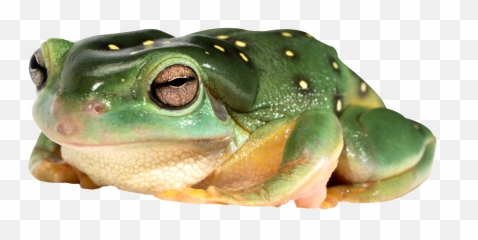 Frog Png Image