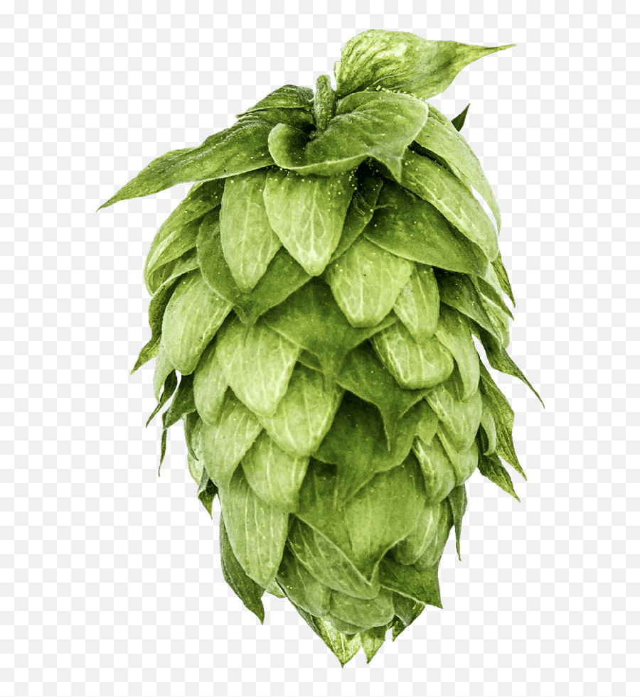 Hvb - Imtc Mosaic Brand Hops Png,Hops Png