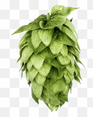 Hvb - Imtc Mosaic Brand Hops Png,Hops Png