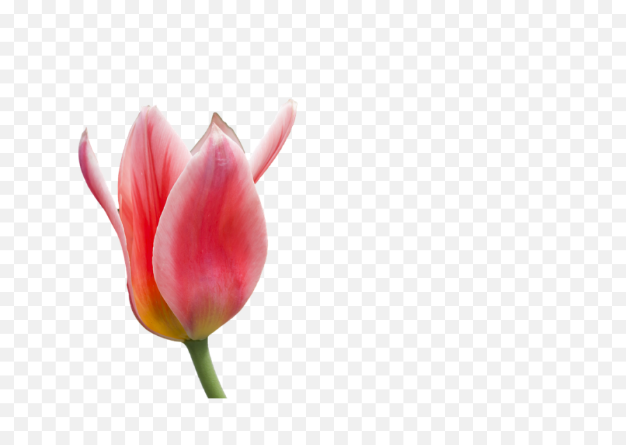 Tulip Flower Free Png Transparent Images Download - Red Setangkai Bunga Tulip Layu,Tulip Transparent