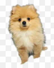 Kong Logan Paul Dog Png Image - Maverick Kong Logan Paul,Logan Png