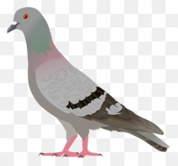 12 Pidgeons Clipart Paloma Free Clip Art Stock Illustrations Png