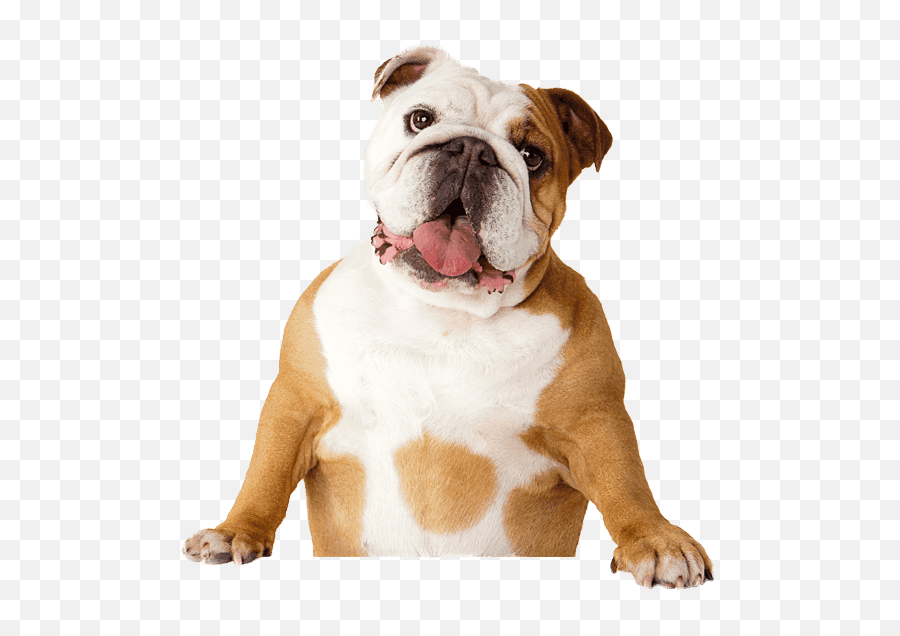 Bulldog Pet Sitting Dental Calculus - Bulldog Face Open Mouth Png,Bulldog Transparent Background