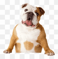 Bulldog Pet Sitting Dental Calculus - Bulldog Face Open Mouth Png,Bulldog Transparent Background