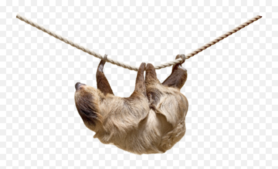 Sloth Png - Two Toed Sloth Png,Sloth Png
